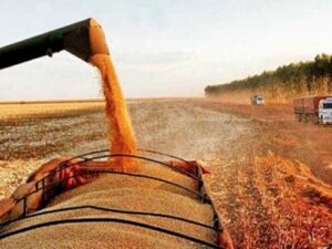 Safra brasileira de soja bate recorde; produção de milho também cresce na segunda colheita