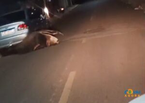 Tamanduá-bandeira é flagrado por leitor enquanto era acuado por cachorros em rua de Coxim