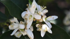 podridão floral citricultura