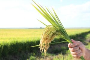 Arroz: cotações valorizam em julho, mas acumulam queda no ano