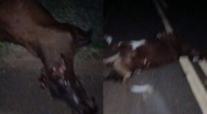 Bebê de 5 meses morre após colisão com vacas na MS-430