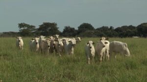 Boi: em julho, cotações acumulam queda em todas as praças