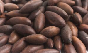 Brasil passará a exportar castanha de baru à União Europeia