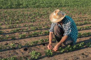 Câmara aprova projeto que facilita acesso do agricultor familiar ao benefício garantia-safra