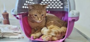 Campo Grande registra dois ataques de chumbinhos contra gatos