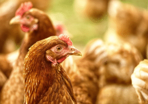 Ceará registra foco de gripe aviária em criação doméstica