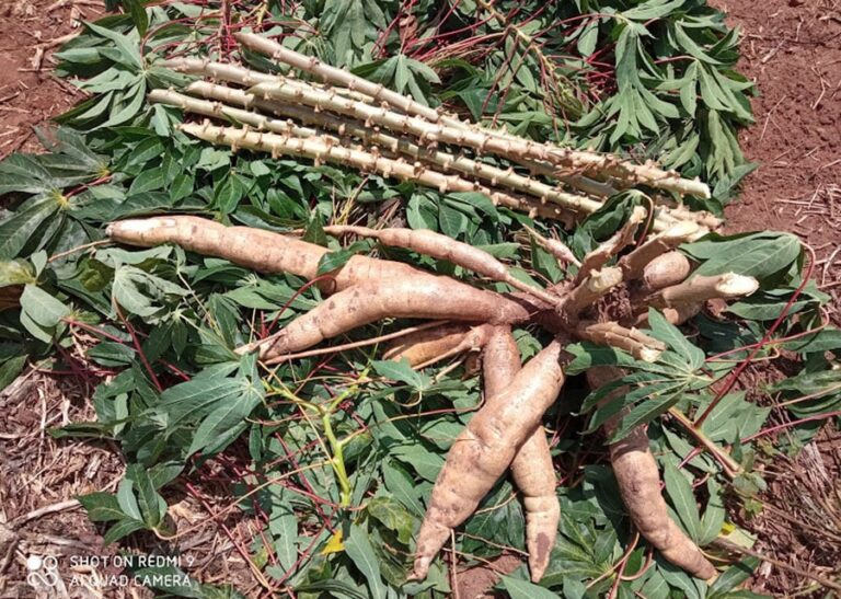 Centro-Sul ganha duas variedades de mandioca altamente produtivas