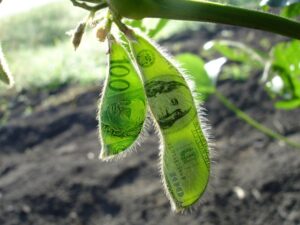 Como ficaram os preços de soja no último dia de julho?
