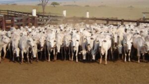 Cuidado com as vacas na seca garante mais bezerros saudáveis na próxima estação
