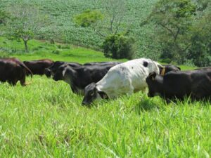 Doença da vaca louca: riscos e prevenção para seu rebanho