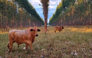 Embrapa disponibiliza ferramenta que auxilia a gestão de Integração Lavoura-Pecuária-Floresta