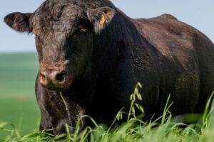 Exportação de carne angus brasileira cresce 98,6% no primeiro semestre de 2025