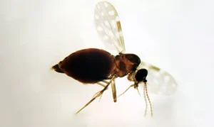 Febre oropouche já não se limita à Amazônia e avança pelo Brasil