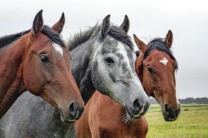 Fertilidade de cavalos: ciência, manejo e genética a favor do agro