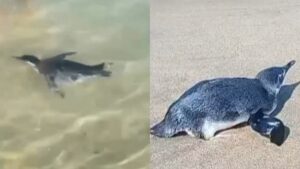 Fofo: Pinguim chama atenção no Arpoador e vira assunto na Globo