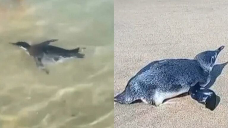 Fofo: Pinguim chama atenção no Arpoador e vira assunto na Globo