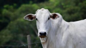 Frio aumenta riscos de doenças respiratórias em bovinos e exige atenção de pecuaristas