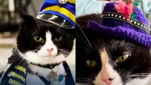Gato ajuda passageiros a vencerem o medo de voar de avião