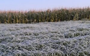 Geadas queimam lavouras de milho, sorgo e cana-de-açucar