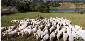 Gestão no agronegócio: como transformar a fazenda com estratégia