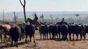 Bovinos da raça Wagyu da fazenda. Foto: Divulgação
