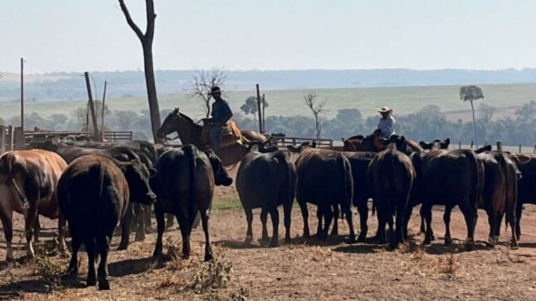 Bovinos da raça Wagyu da fazenda. Foto: Divulgação
