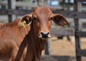 Impasse sobre tarifaço entre Brasil e EUA pode favorecer setor de carnes da Argentina, avalia Rosgan