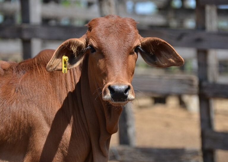 Impasse sobre tarifaço entre Brasil e EUA pode favorecer setor de carnes da Argentina, avalia Rosgan