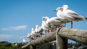 Invasão das gaivotas incomoda moradores e turistas em Portugal