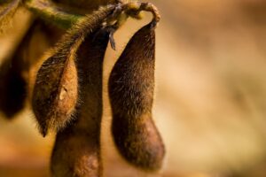 Mercado global de seguros agrícolas deve atingir US$ 61 bilhões até 2030