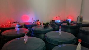 Método de fermentação transforma grãos imaturos em café especial