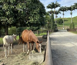 No frio, ração Mash ajuda na hidratação de equinos