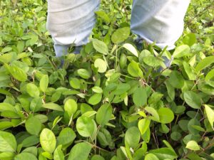 Novo bioinsumo da Embrapa promete pastagens mais produtivas e menor uso de fertilizantes