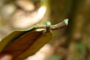 Planta que ‘come’ metal pode ser solução para solos contaminados
