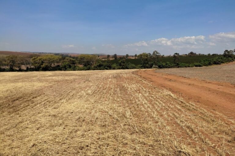 Prazo para declarar vazio sanitário da soja em MG termina em 31 de julho
