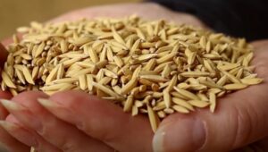 Preços do arroz voltam a subir após cinco meses em queda