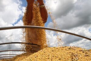 Saiba as projeções do USDA para a produção de soja 25/26