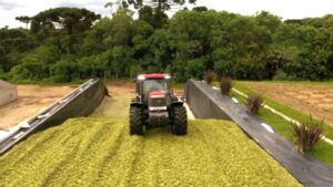 Silagem de milho ou capiaçu? Descubra qual aumenta mais a produção de leite