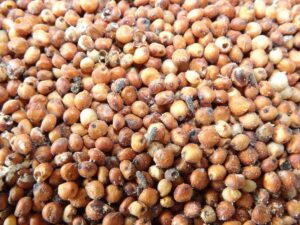 Sorgo ganha ‘protagonismo’ na Bahia com alta de 40% na safra