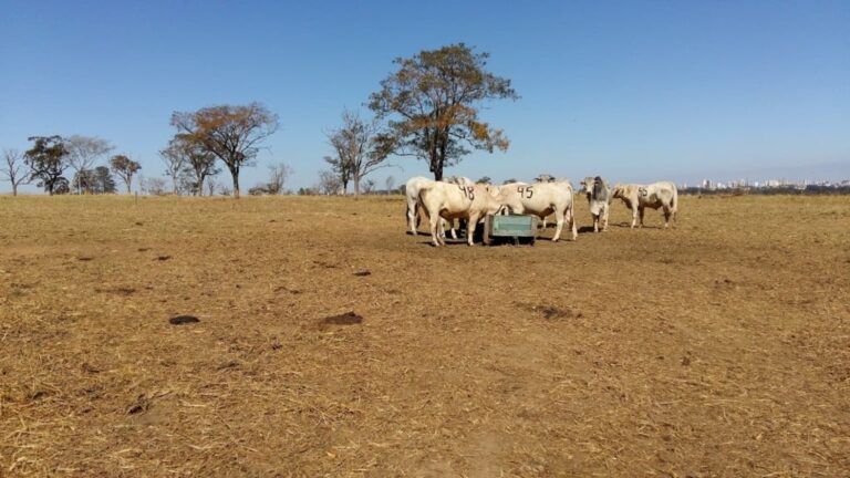 nova metodologia da Embrapa ajuda a medir capim no pasto