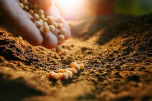 Tocantins ganha destaque na produção de sementes de soja fora do calendário tradicional