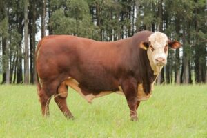 Touro braford em áreas quentes: este é o guia para ele cobrir vacas nelore a campo