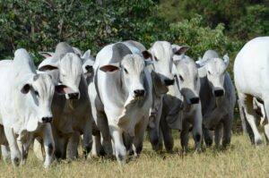 Touro de central ou de campo? O que o produtor deve considerar na escolha