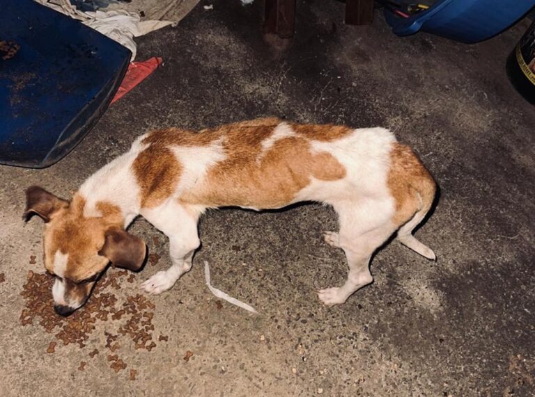 Três cães são resgatados em situação de maus-tratos em residência abandonada no centro de Sonora