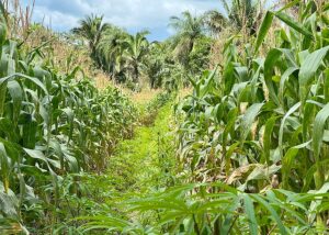 ‘Roça Sustentável’ aumenta produtividade da agricultura familiar