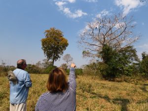 1º Big Day das Araras Azuis acontece dias 16 e 17 de agosto no Brasil, Paraguai e Bolívia