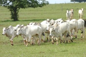Abate de bois cresce 5,4% no 2º trimestre e chega a 10,4 milhões de cabeças, aponta IBGE