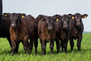 Angus e ultrablack: inscrições abertas para prova de eficiência alimentar em animais jovens