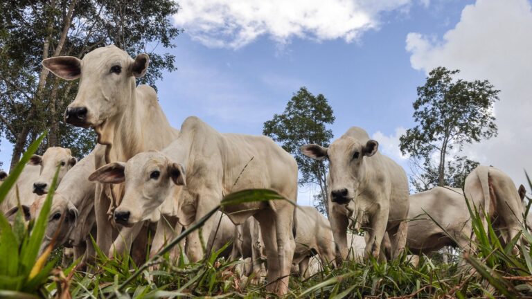Bovinos: com preços avançando mercado apresenta estabilidade