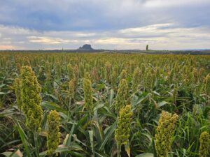 Brasil e China firmam acordo de pré-listing para exportação de sorgo